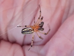 Alpaida veniliae