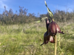 Fritillaria biflora