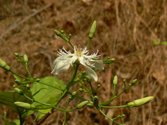 Wrightia tinctoria
