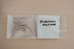 Strobilurus ohshimae