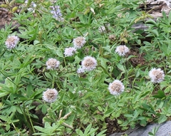 Monardella odoratissima