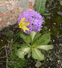 Primula algida