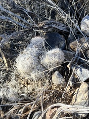 Escobaria chlorantha