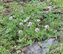 Monardella odoratissima