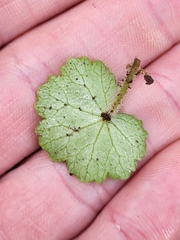Hydrocotyle hirsuta