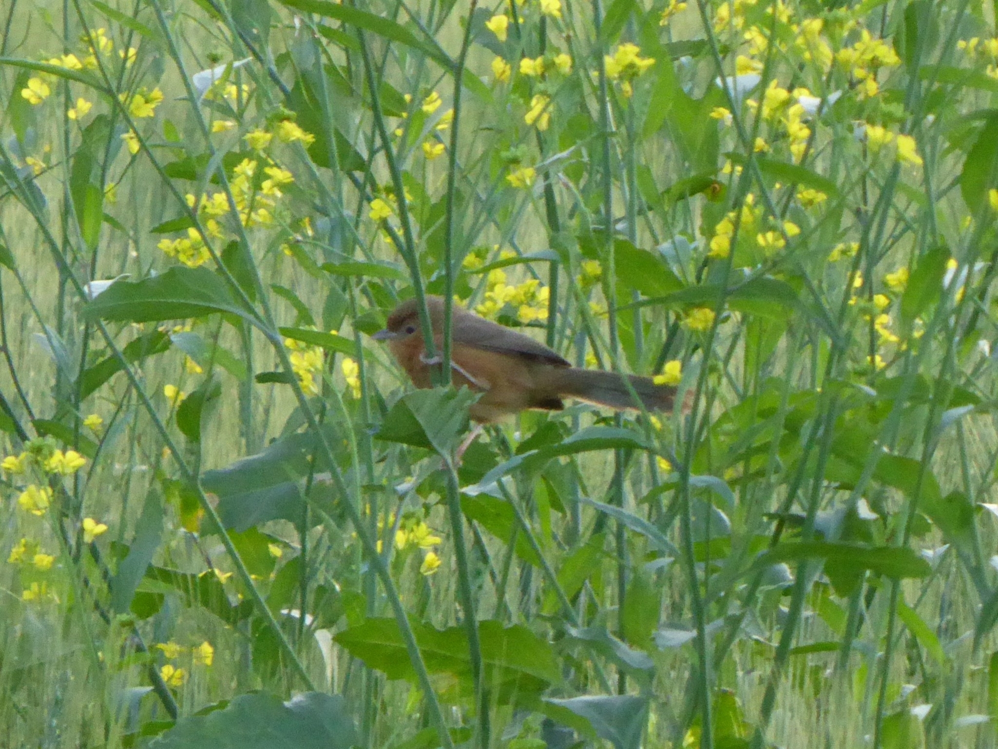 Tawny-bellied Babbler illustration