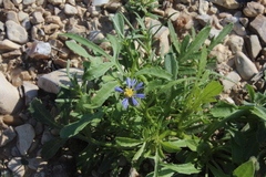 Volutaria crupinoides