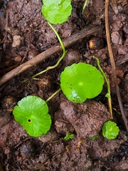 Hydrocotyle