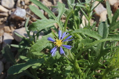Volutaria crupinoides