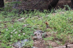 Monardella odoratissima