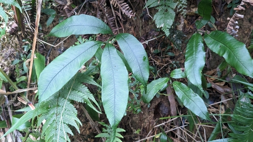 Angiopteris somae (Angiopteris somae)