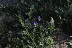 Volutaria crupinoides