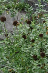 Leonotis ocymifolia