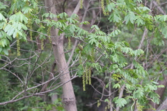 Pterocarya stenoptera