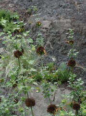 Leonotis ocymifolia