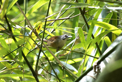 Pheugopedius genibarbis