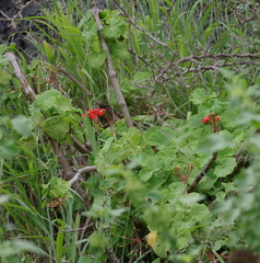 Pelargonium inquinans