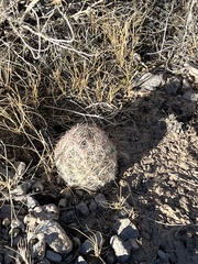 Escobaria chlorantha