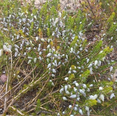 Aspalathus laricifolia