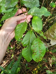 Coccoloba pyrifolia