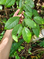 Coccoloba pyrifolia