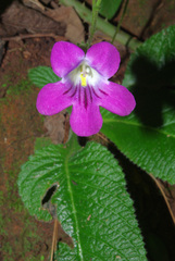 Streptocarpus