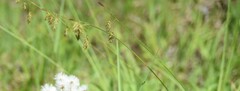 Carex magellanica