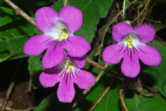 Streptocarpus
