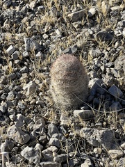 Escobaria chlorantha