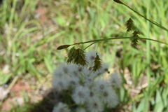 Carex magellanica