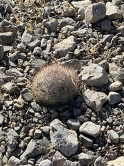 Escobaria chlorantha