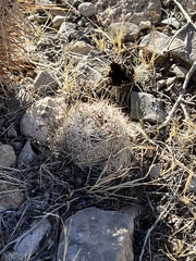 Escobaria chlorantha