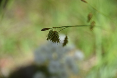 Carex magellanica