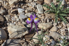 Linaria haelava