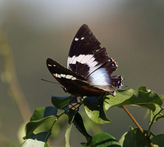 Charaxes cithaeron