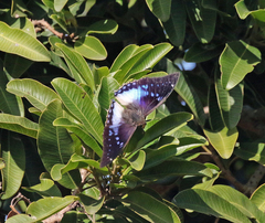 Charaxes cithaeron