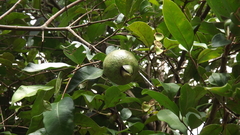 Psidium friedrichsthalianum