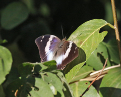 Charaxes cithaeron
