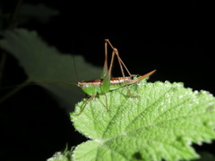 Conocephalus semivittatus