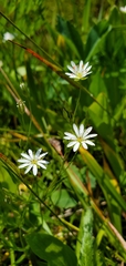 Stellaria longipes
