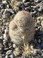 Escobaria chlorantha