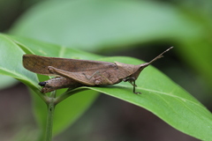Desmoptera truncatipennis