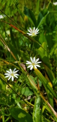 Stellaria longipes
