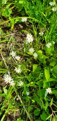Stellaria longipes
