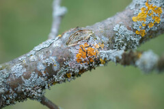 Laetisaria lichenicola