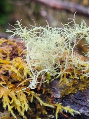Usnea barbata