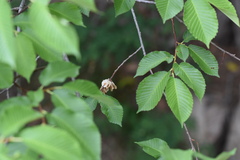 Ulmus davidiana
