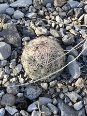 Escobaria chlorantha