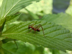 Ephippitytha kuranda