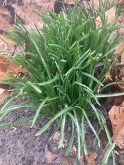 Ornithogalum umbellatum